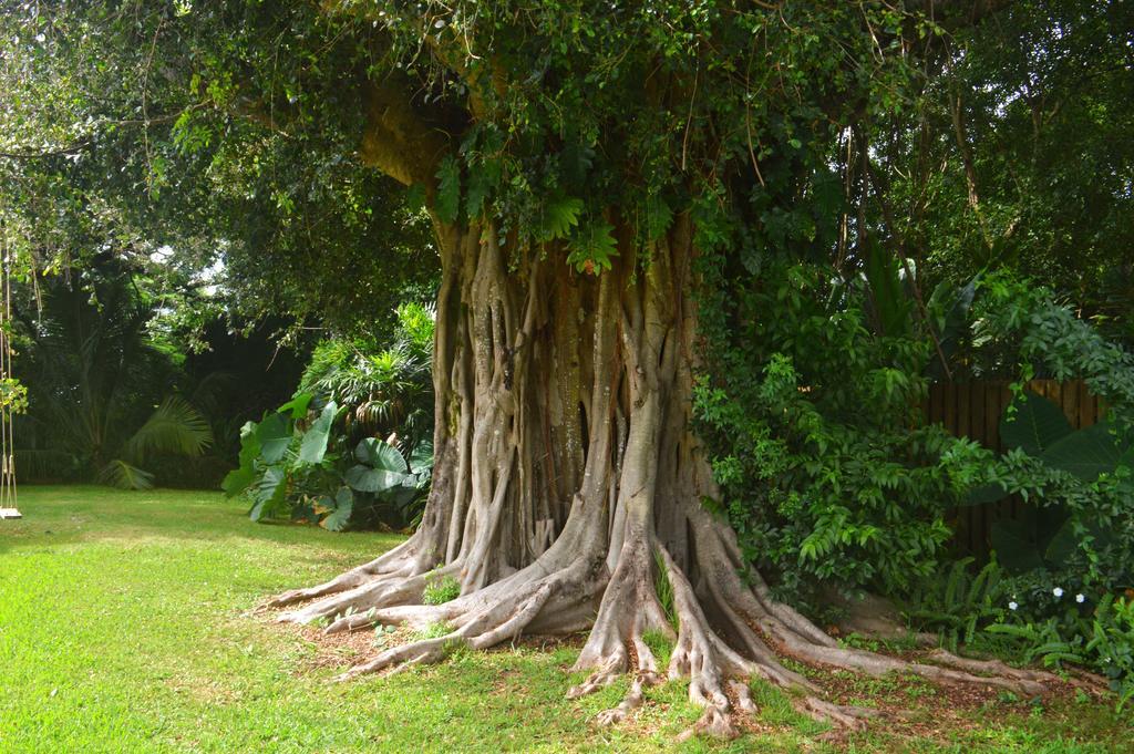 Banyan Tree B&B Retreat Makawao Exterior foto